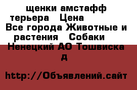 щенки амстафф терьера › Цена ­ 30 000 - Все города Животные и растения » Собаки   . Ненецкий АО,Тошвиска д.